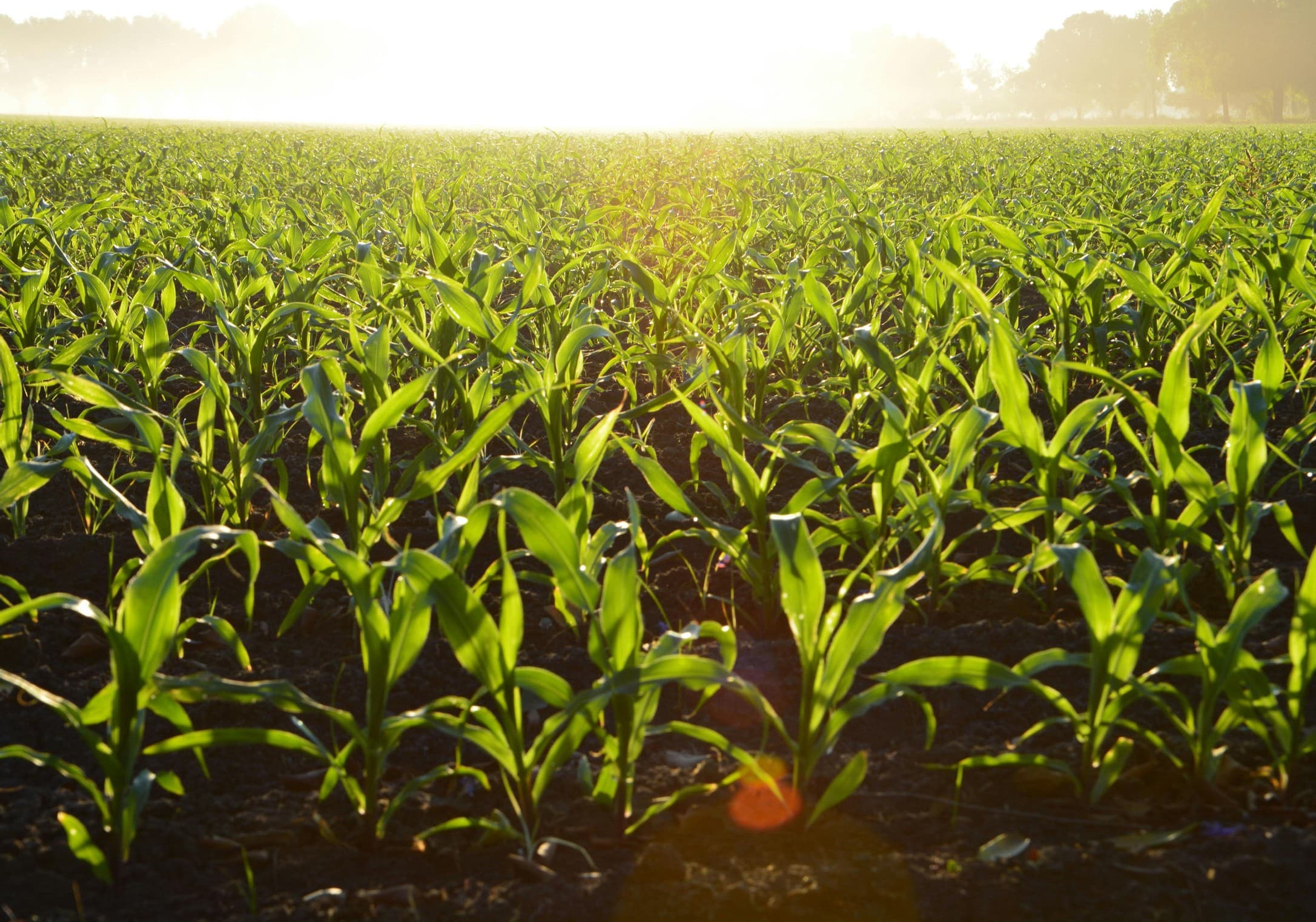 Corn Field